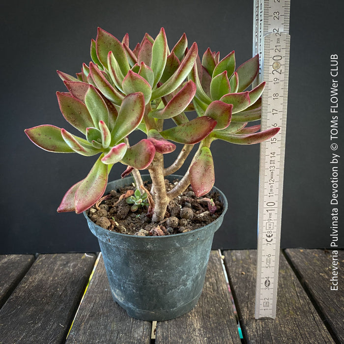 Echeveria Pulvinata Devotion - sun loving, green burgundy succulent for sale at TOMs FLOWer CLUB