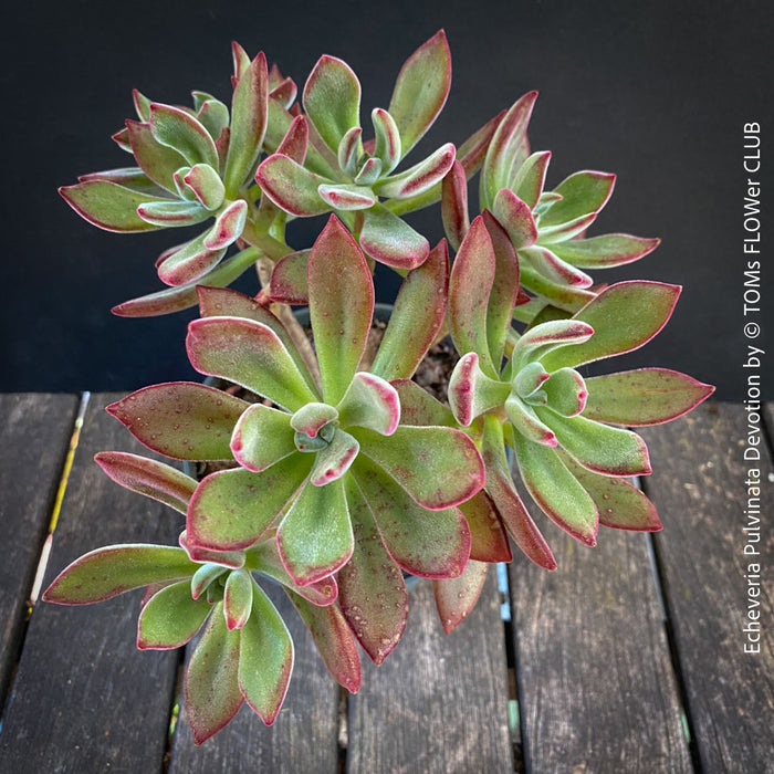 Echeveria Pulvinata Devotion - sun loving, green burgundy succulent for sale at TOMs FLOWer CLUB