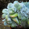 Premium collector succulent Echeveria pulvinata Frosty Cristata by TOMs FLOWer CLUB