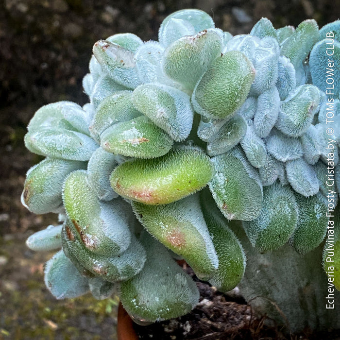 Premium collector succulent Echeveria pulvinata Frosty Cristata by TOMs FLOWer CLUB