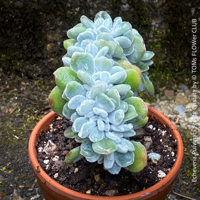 Premium collector succulent Echeveria pulvinata Frosty Cristata by TOMs FLOWer CLUB