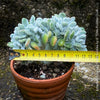 Unique crested Echeveria pulvinata Frosty Cristata by TOMs FLOWer CLUB