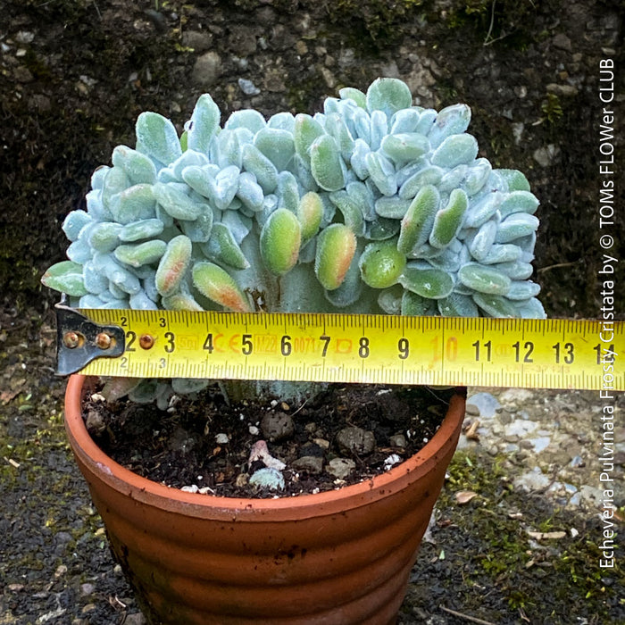 Unique crested Echeveria pulvinata Frosty Cristata by TOMs FLOWer CLUB