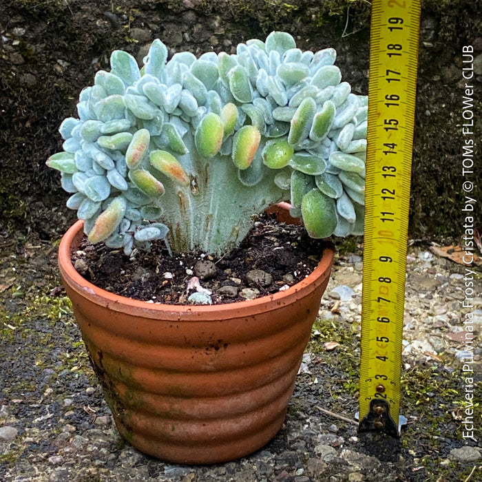 Healthy rooted Echeveria Frosty Cristata with dense crest formation from TOMs FLOWer CLUB