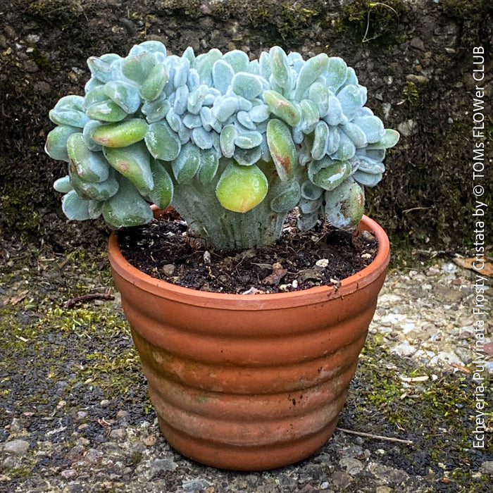 Velvety Echeveria Frosty Cristata collector plant from TOMs FLOWer CLUB collection
