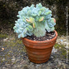 Rare cristate succulent plant from TOMs FLOWer CLUB in terracotta clay pot