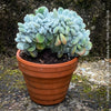 Close-up of rare Echeveria pulvinata Frosty Cristata from TOMs FLOWer CLUB collection