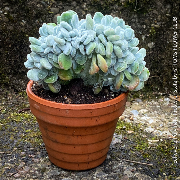 Close-up of rare Echeveria pulvinata Frosty Cristata from TOMs FLOWer CLUB collection