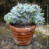 Sculptural Echeveria pulvinata Frosty Cristata in mineral soil mix by TOMs FLOWer CLUB