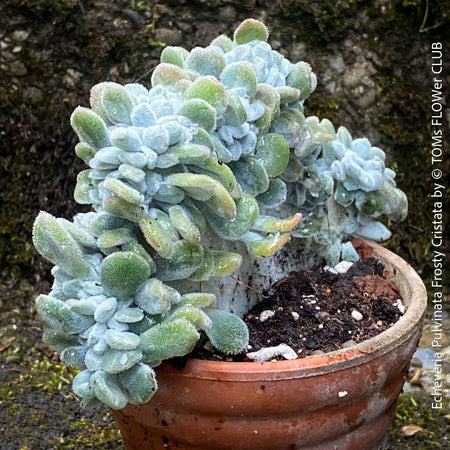 Echeveria Frosty Cristata collector succulent from TOMs FLOWer CLUB with crested growth