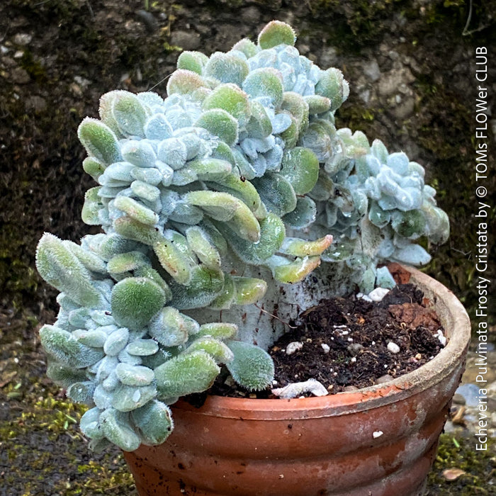 Echeveria Frosty Cristata collector succulent from TOMs FLOWer CLUB with crested growth