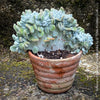 Rare Echeveria pulvinata Frosty Cristata succulent from TOMs FLOWer CLUB in clay pot