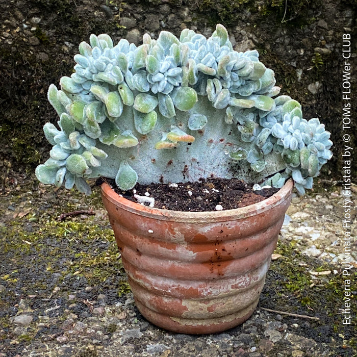 Rare Echeveria pulvinata Frosty Cristata succulent from TOMs FLOWer CLUB in clay pot