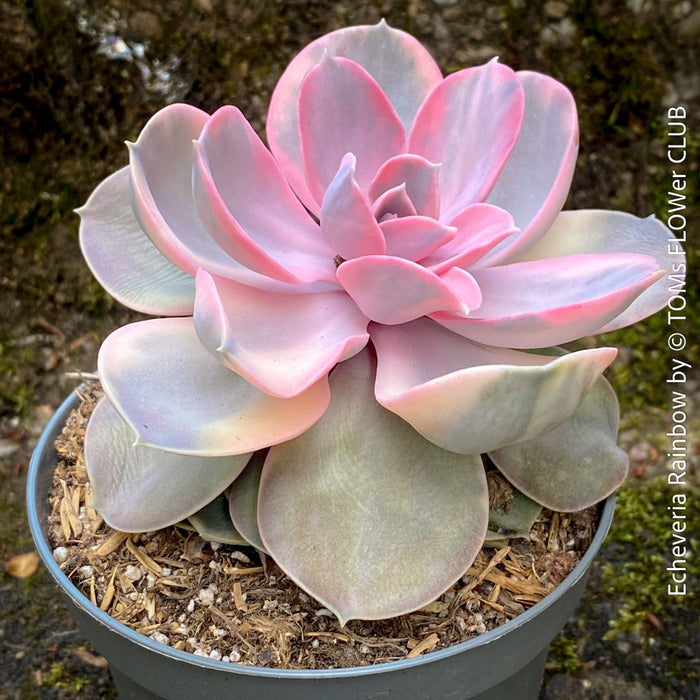 Rare Echeveria Rainbow succulent plant indoor TOMs FLOWer CLUB