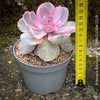 Variegated Echeveria Perle von Nürnberg Rainbow mutation TOMs FLOWer CLUB