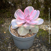 Variegated Echeveria Perle von Nürnberg Rainbow mutation TOMs FLOWer CLUB