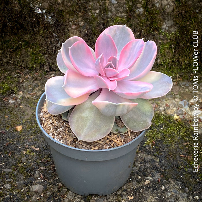 Variegated Echeveria Perle von Nürnberg Rainbow mutation TOMs FLOWer CLUB