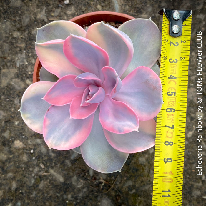 Echeveria Rainbow compact pastel succulent for sale TOMs FLOWer CLUB