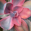 Echeveria Rainbow compact pastel succulent for sale TOMs FLOWer CLUB