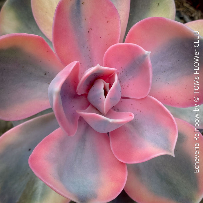 Close up of Echeveria Rainbow pastel variegata leaves TOMs FLOWer CLUB