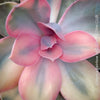 Echeveria Rainbow compact pastel succulent for sale TOMs FLOWer CLUB