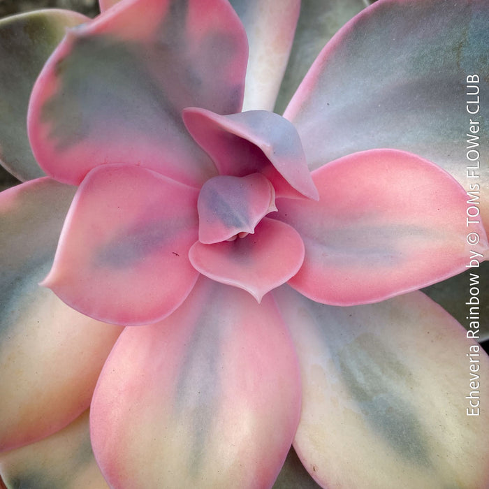 Echeveria Rainbow compact pastel succulent for sale TOMs FLOWer CLUB
