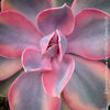 Echeveria Rainbow compact pastel succulent for sale TOMs FLOWer CLUB