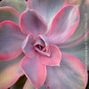 Echeveria Rainbow compact pastel succulent for sale TOMs FLOWer CLUB