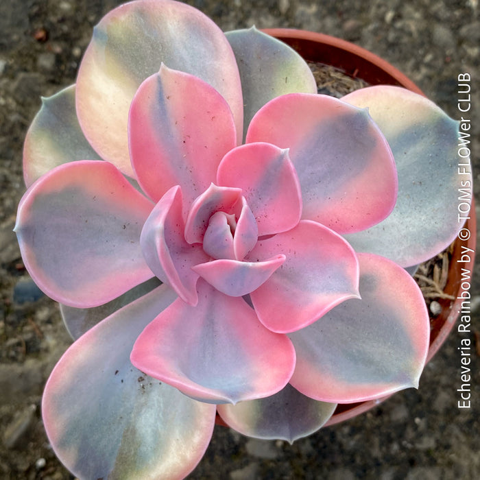 Echeveria Rainbow compact pastel succulent for sale TOMs FLOWer CLUB