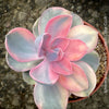 Echeveria Rainbow compact pastel succulent for sale TOMs FLOWer CLUB