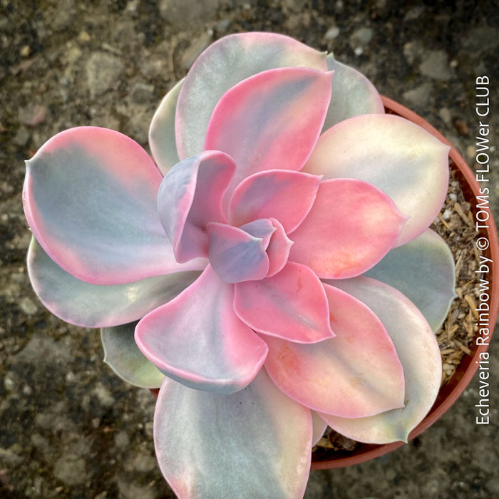 Echeveria Rainbow compact pastel succulent for sale TOMs FLOWer CLUB