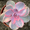 Echeveria Rainbow variegated succulent for sale at TOMs FLOWer CLUB