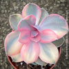 Collector Echeveria Rainbow with unique variegation TOMs FLOWer CLUB