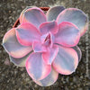 Collector Echeveria Rainbow with unique variegation TOMs FLOWer CLUB