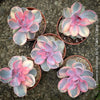 Collector Echeveria Rainbow with unique variegation TOMs FLOWer CLUB