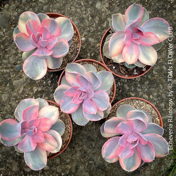 Collector Echeveria Rainbow with unique variegation TOMs FLOWer CLUB