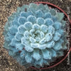 Echeveria Setosa - sun loving, silver blue succulent for sale at TOMs FLOWer CLUB
