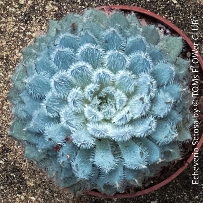Echeveria Setosa - sun loving, silver blue succulent for sale at TOMs FLOWer CLUB