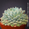Echeveria Setosa - sun loving, silver blue succulent for sale at TOMs FLOWer CLUB