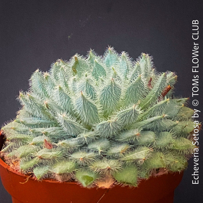 Echeveria Setosa - sun loving, silver blue succulent for sale at TOMs FLOWer CLUB