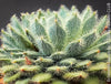 Echeveria Setosa - sun loving, silver blue succulent for sale at TOMs FLOWer CLUB