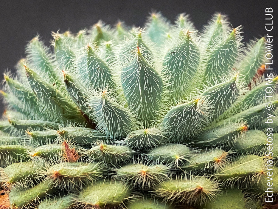 Echeveria Setosa - sun loving, silver blue succulent for sale at TOMs FLOWer CLUB