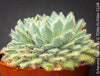 Echeveria Setosa - sun loving, silver blue succulent for sale at TOMs FLOWer CLUB