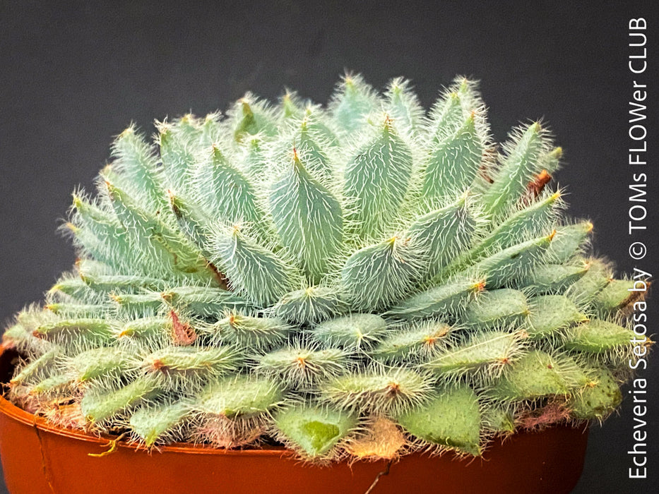 Echeveria Setosa - sun loving, silver blue succulent for sale at TOMs FLOWer CLUB