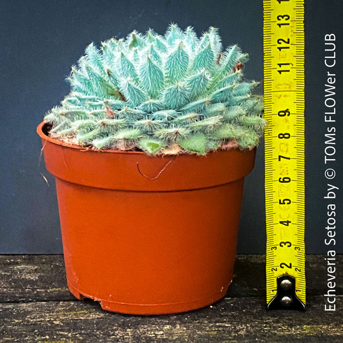 Echeveria Setosa - sun loving, silver blue succulent for sale at TOMs FLOWer CLUB