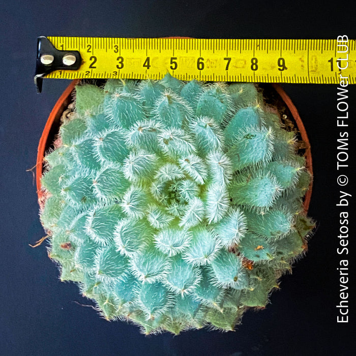 Echeveria Setosa - sun loving, silver blue succulent for sale at TOMs FLOWer CLUB