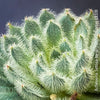 Echeveria Setosa - sun loving, silver blue succulent for sale at TOMs FLOWer CLUB