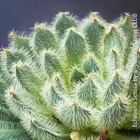 Echeveria Setosa - sun loving, silver blue succulent for sale at TOMs FLOWer CLUB