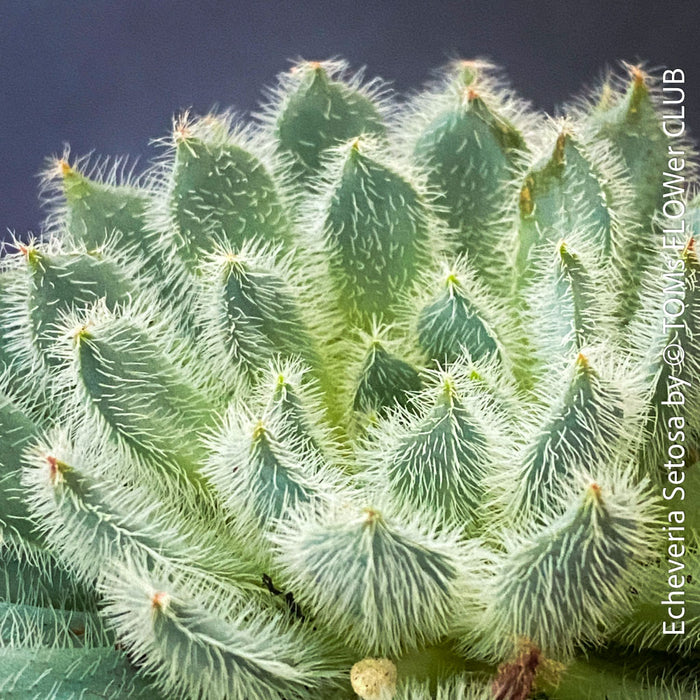 Echeveria Setosa - sun loving, silver blue succulent for sale at TOMs FLOWer CLUB