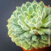 Echeveria Setosa - sun loving, silver blue succulent for sale at TOMs FLOWer CLUB